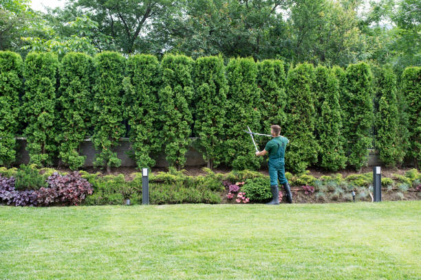 Reliable Coram, NY Tree Services Solutions