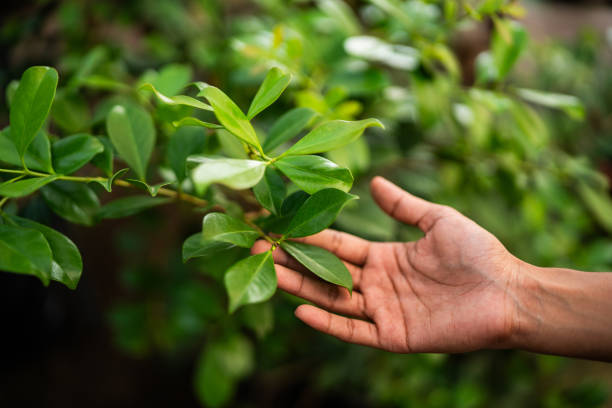 How Our Tree Care Process Works  in  Coram, NY